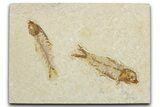 Limestone with Two Fossil Fish (Knightia) - Wyoming #354036-1